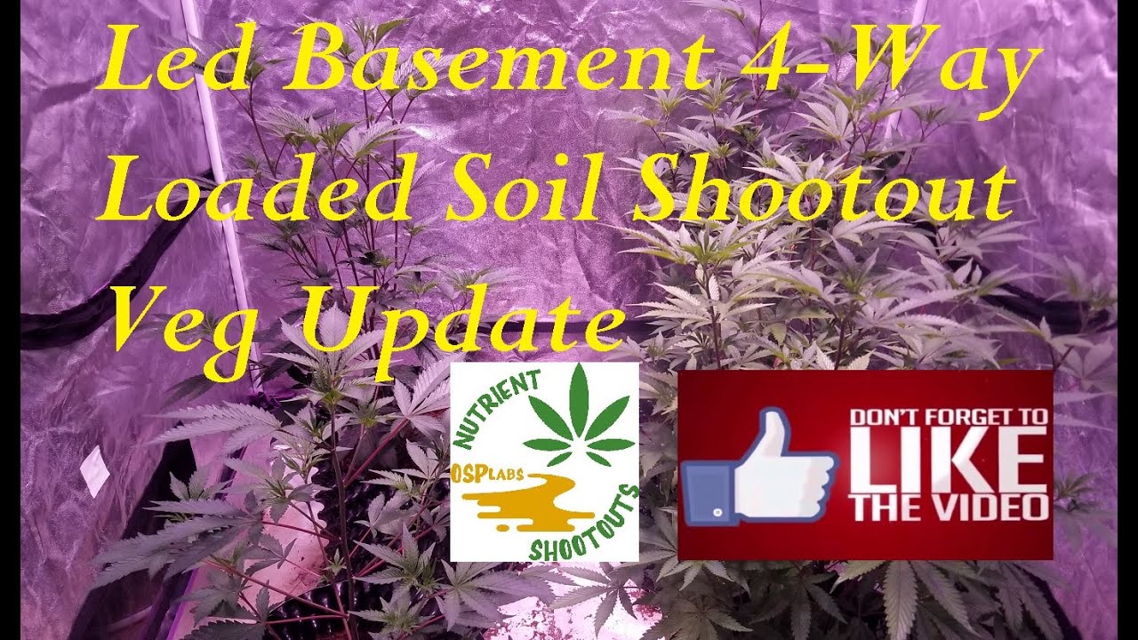 Led Basement 4-Way Loaded Soil Shootout Veg Update