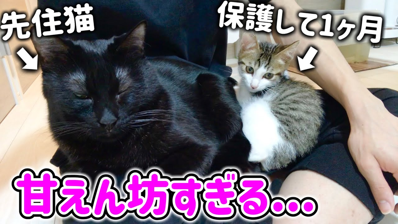 子猫と先住猫が甘えん坊すぎて膝の上が混雑しています！？
