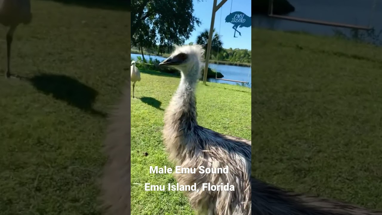 Male Emu Sound