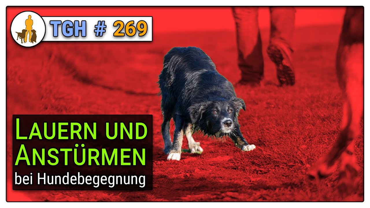 Lauern und Anstürmen bei Hundebegegnung - was kann man tun? Wie damit umgehen? - TGH 269