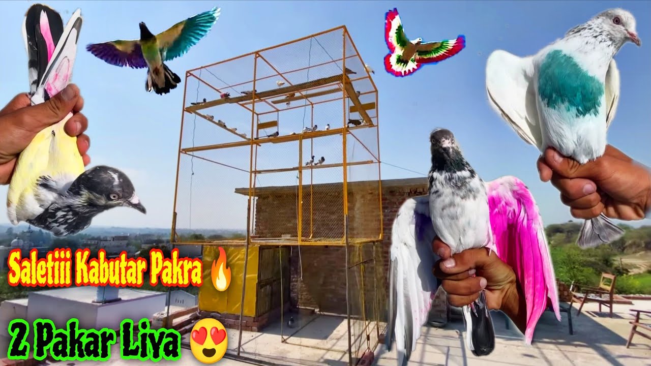 Khakii Kabutar End Howa Gira 🥵 Aj 2_pakre or 3_Bhag Gye 😃