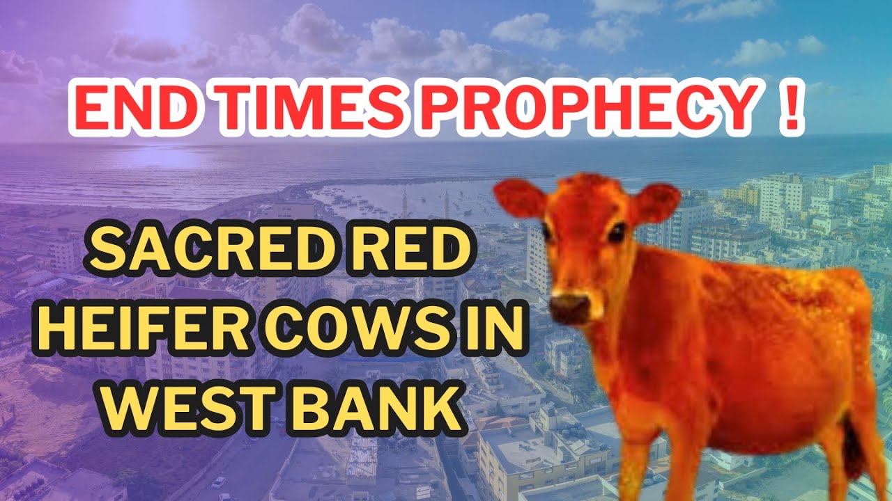 Sacred Red Heifer in West Bank | Jewish Temple