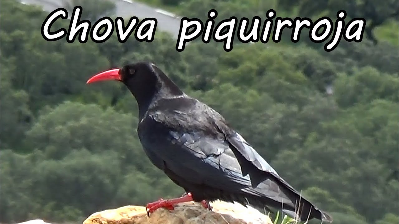 Chova piquirroja. (Pyrrhocorax pyrrhocorax)