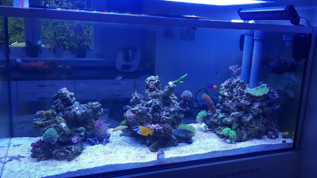 Meerwasseraquarium Raumteiler 650l Projekt ,Fische eingesetzt und einige Ableger