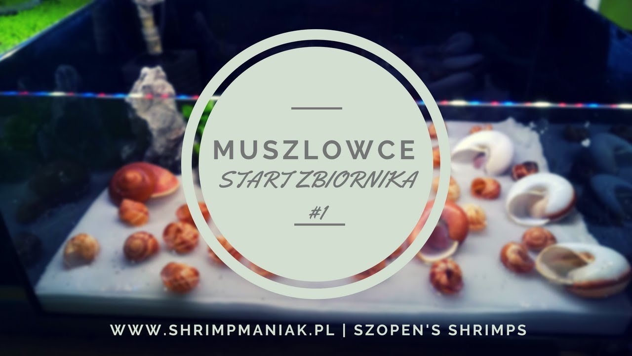 MUSZLOWCE - Zakładanie akwarium - Start #1
