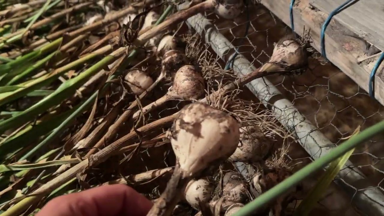 Harvesting Music and Red Russian Garlic