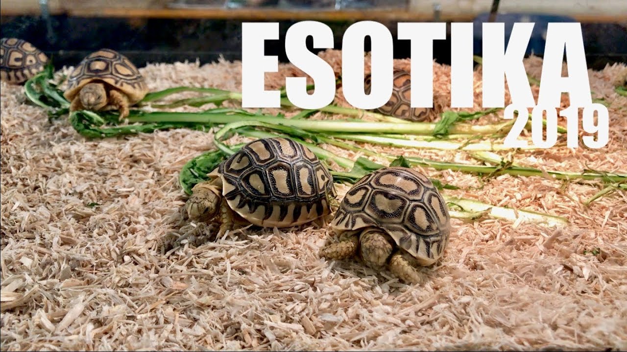 TARTARUGHE d'Acqua Dolce e di TERRA Splendide! ESOTIKA Pet Show 2019