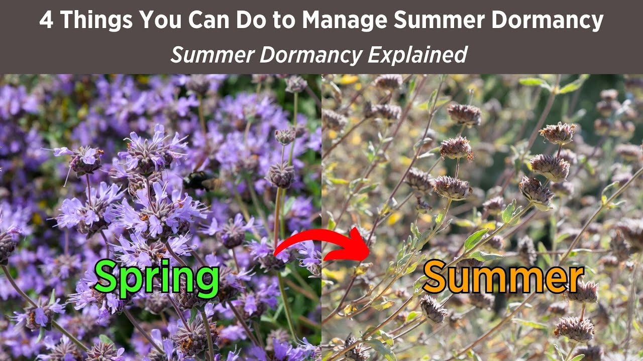 Will Your CA Native Garden Look Dead in Summer? You Decide - Summer Dormancy Explained