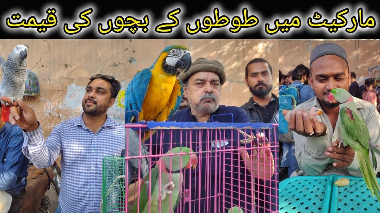 Lalukhet Birds Market Update 7-1-2024 | Biggest Exotic Parrots Market Update | talking parrots Macaw