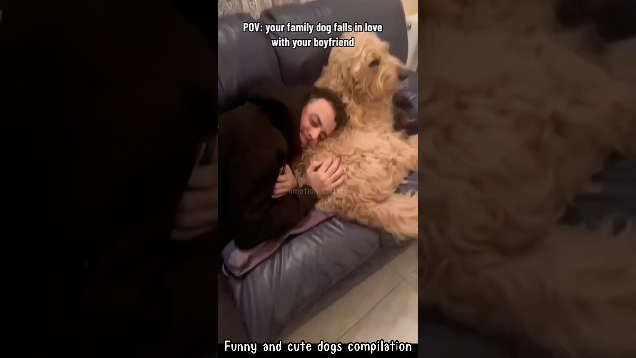 Funny and cute dogs compilation #dog #funny