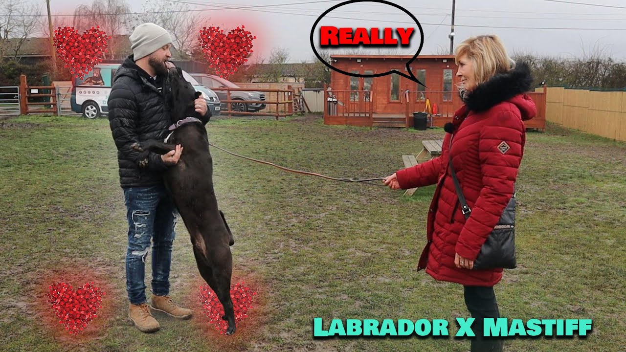 Nervous & Dog Reactive Labrador X Mastiff - Professional Dog Trainer