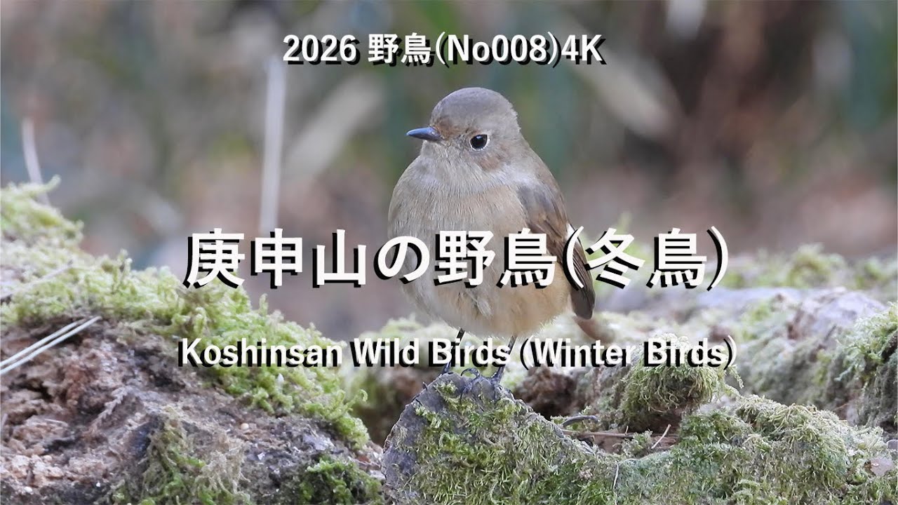 2026庚申山の野鳥(冬鳥)4K(No008) Koshinsan Wild Birds (Winter Birds)#野鳥