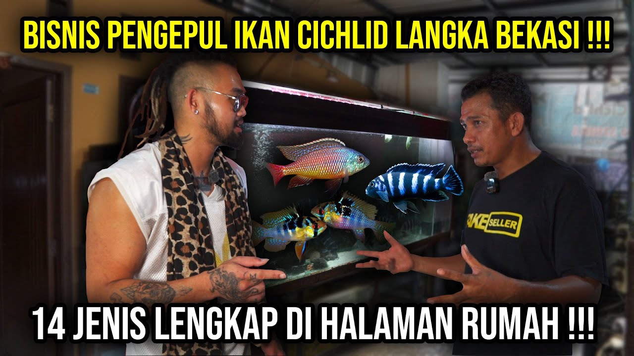 BISNIS PENGEPUL IKAN CICHLID LANGKA DI BEKASI 14 JENIS LENGKAP DI HALAMAN RUMAH !! #indoexotic