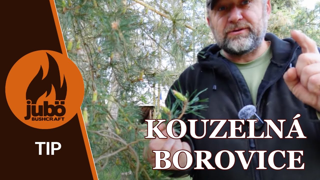 TIP : Kouzeln&aacute; borovice