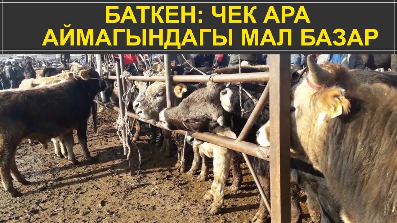 БАТКЕН: ЧЕК АРА  АЙМАГЫНДАГЫ МАЛ БАЗАР