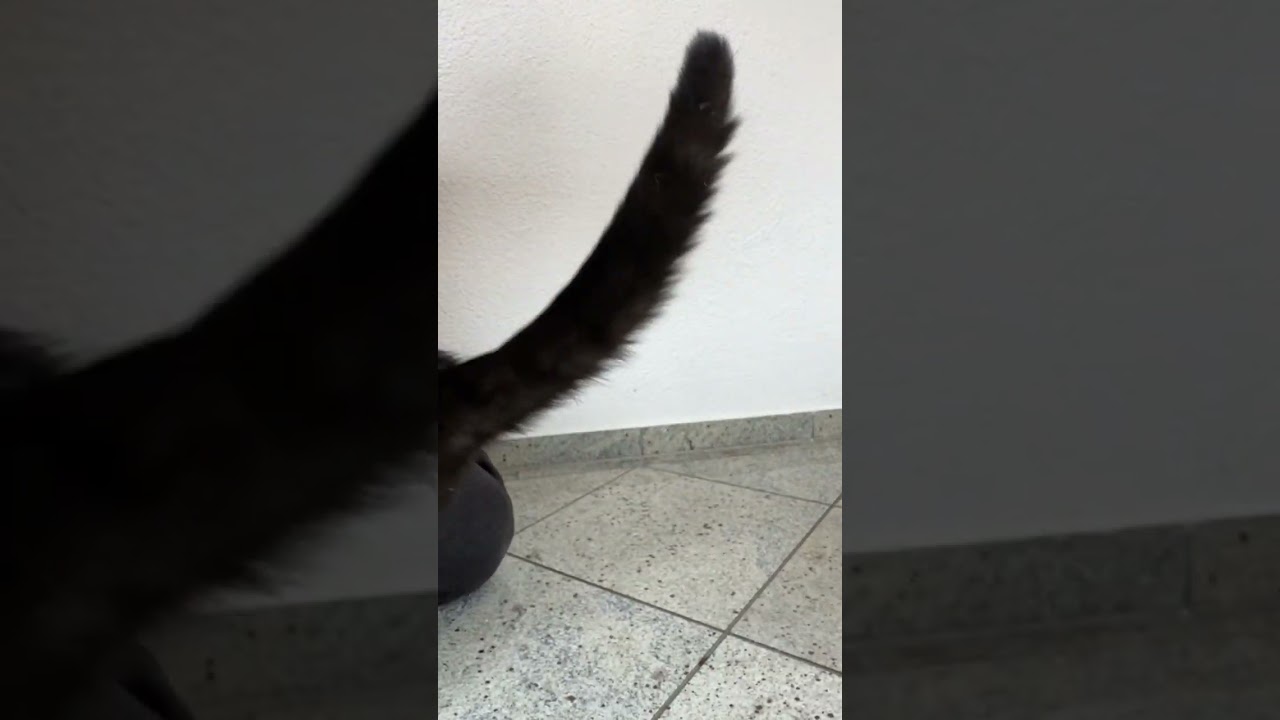 Kennst du diesen Gestank? #dr&uuml;sen #katzenalltag