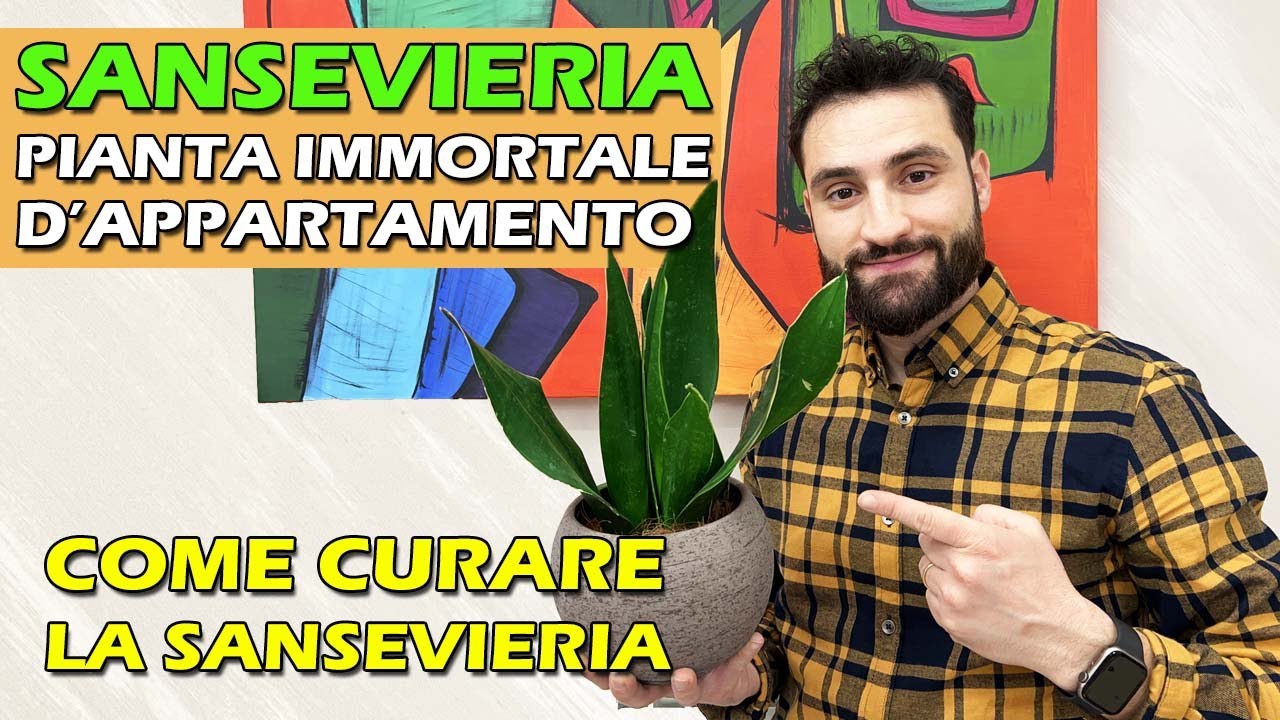 SANSEVIERIA PIANTA IMMORTALE D'APPARTAMENTO - COME CURARE LA SANSEVIERIA