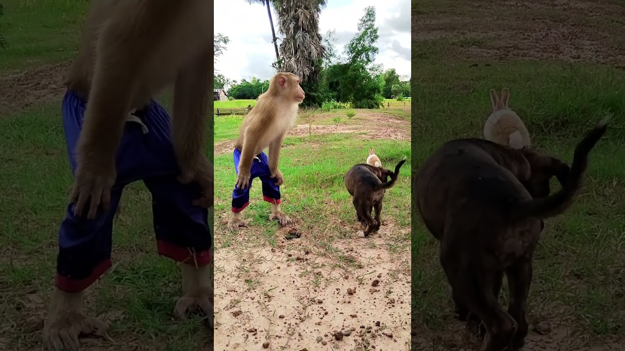 Smart Come Out & Run Away #shorts