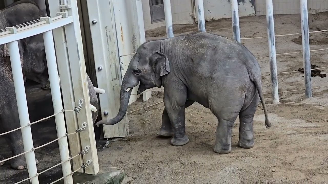 Elefant Gajendra & Family 🐘 #tierparkhellabrunn #elefant #elefantenalltag