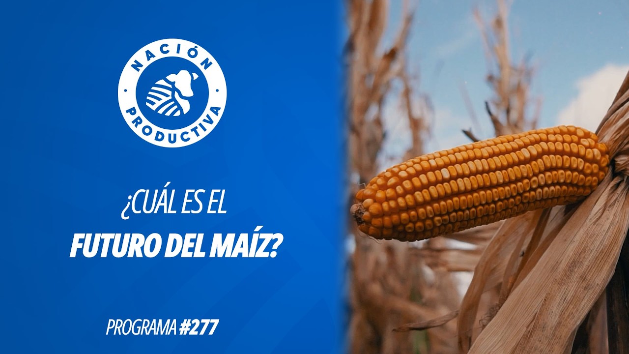 ¿Cuál es el futuro del maíz? | NP #277