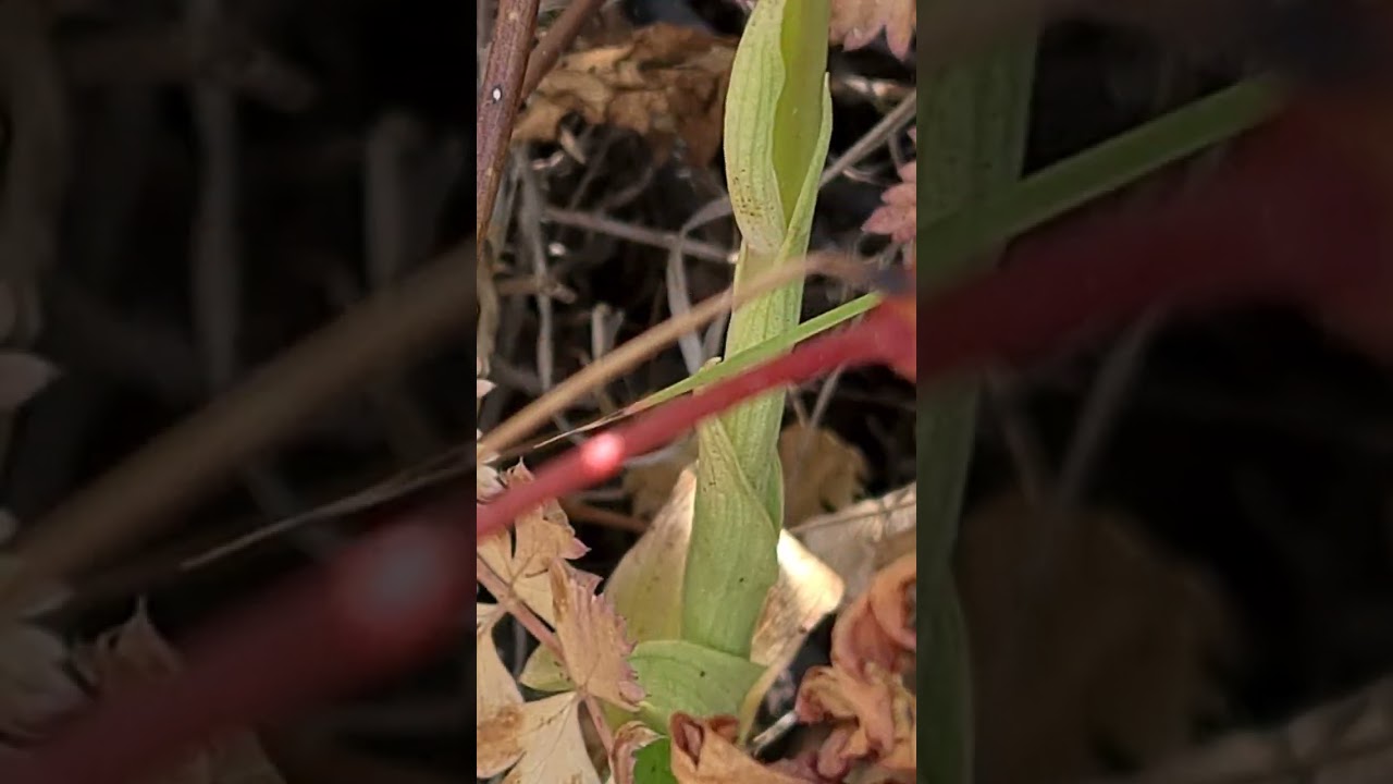 סחלב קדוש Anacamptis sancta