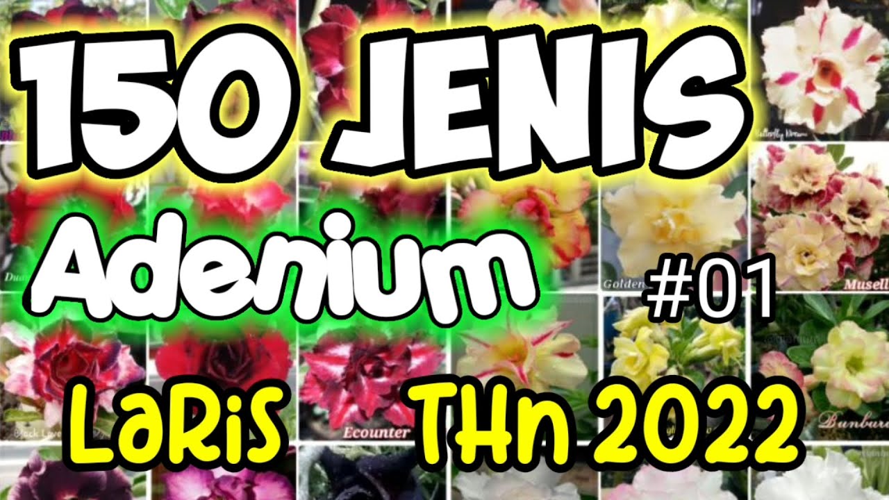 150 Jenis Bunga Adenium yang Masih laris thn 2022