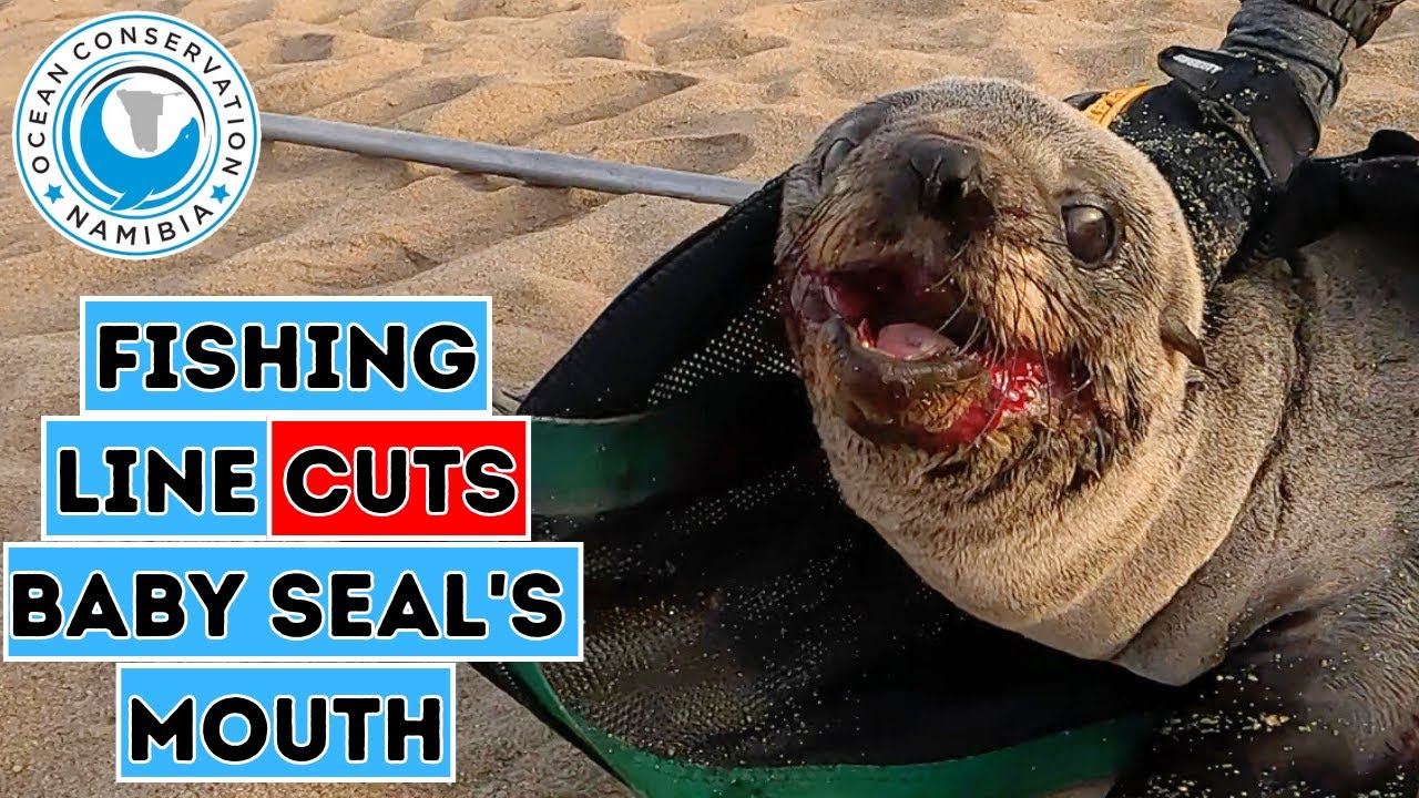 Fishing Line Cuts Baby Seal's Mouth