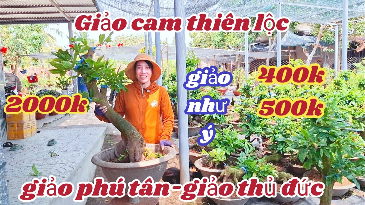 19/03/2026💥 Mai vàng mai giống mới nhất, Giảo cam thiên lộc, giảo như ý, giảo phú tân 