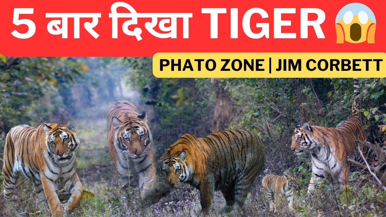 5 बार Tiger Sighting | Phato Zone Jim Corbett