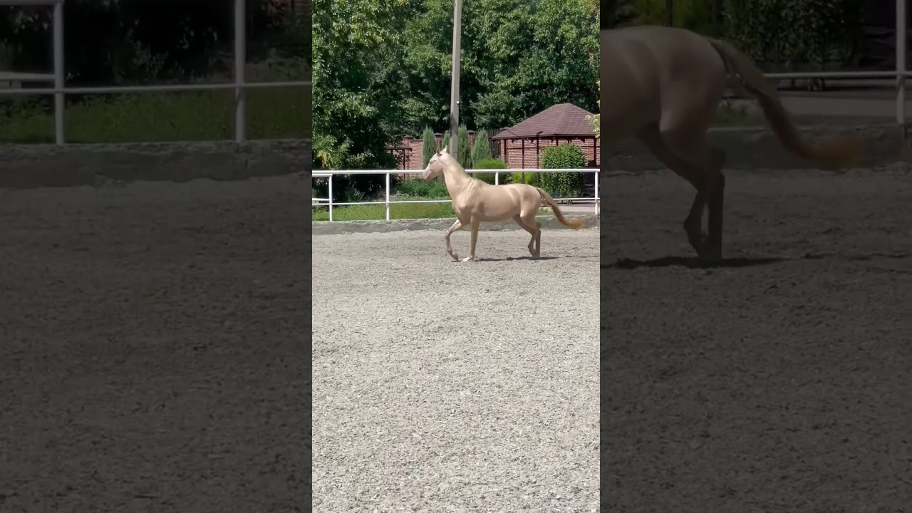 Akhal-Teke horses for sale. Stallions and mares of different stripes. by phone +79185696888.