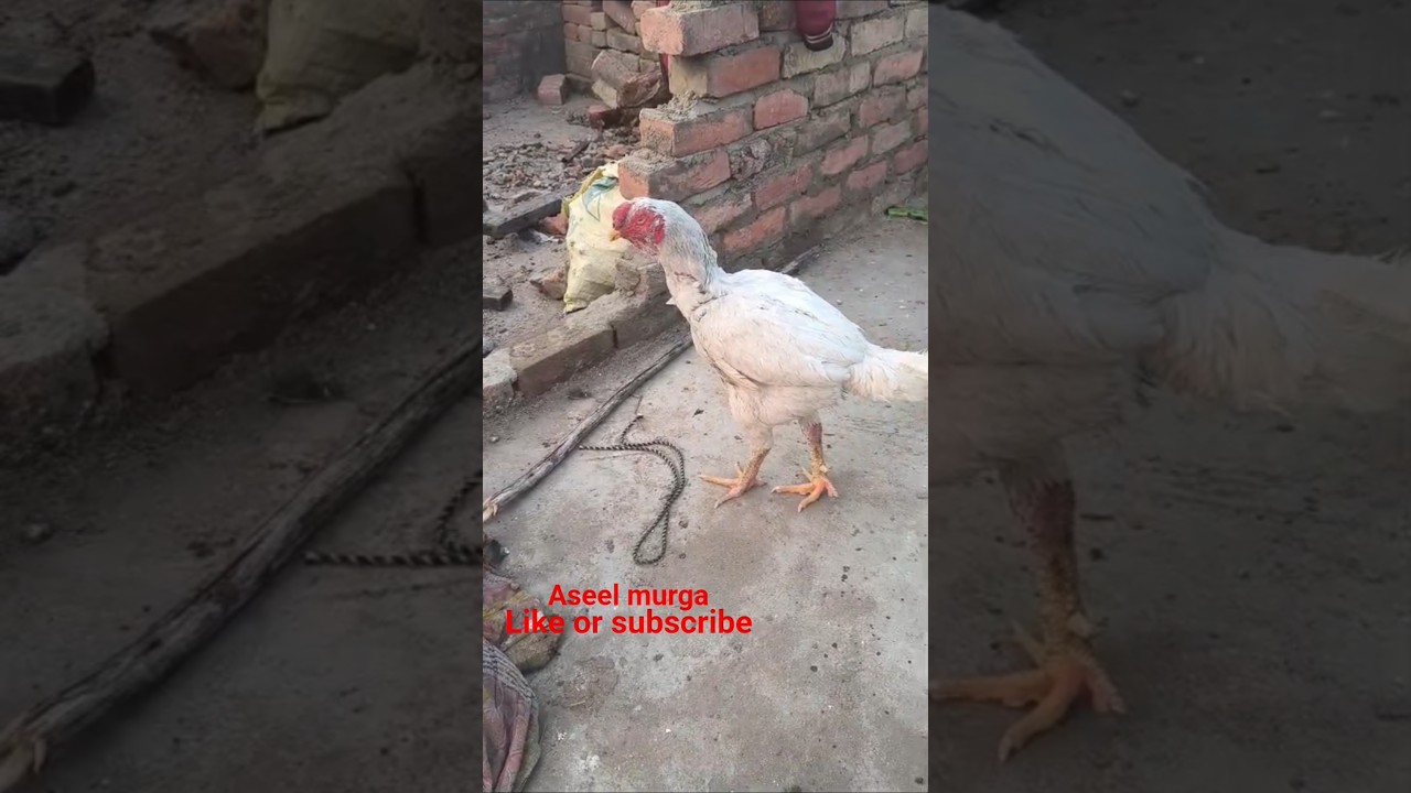 aseel murga gorakhpur up 53 like or subscribe 🐓🐓🐓