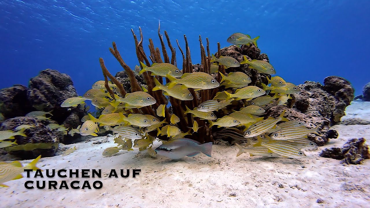 Tauchparadiese Curacao