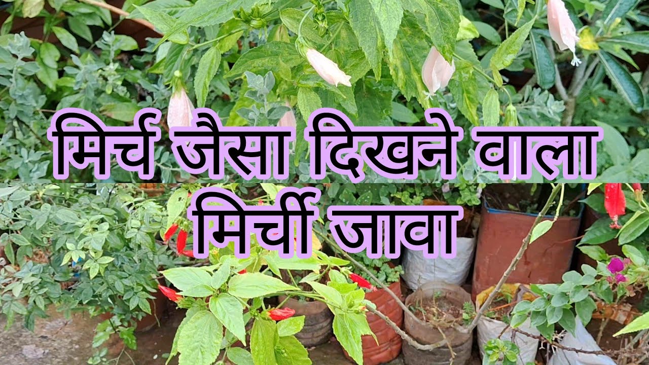 मिर्ची जावा- विंटर में भर भर के फूल देने वाला पौधा ##floweringplant #hardyplant 