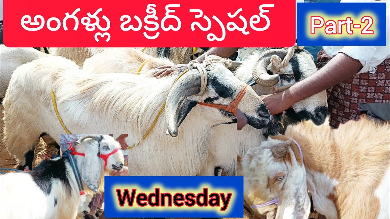 బక్రీదు స్పెషల్ సంత (angallu)| భారీ మేకపోతులు & పొట్టెండ్లు వచ్చేసాయి | Wednesday Market Special!