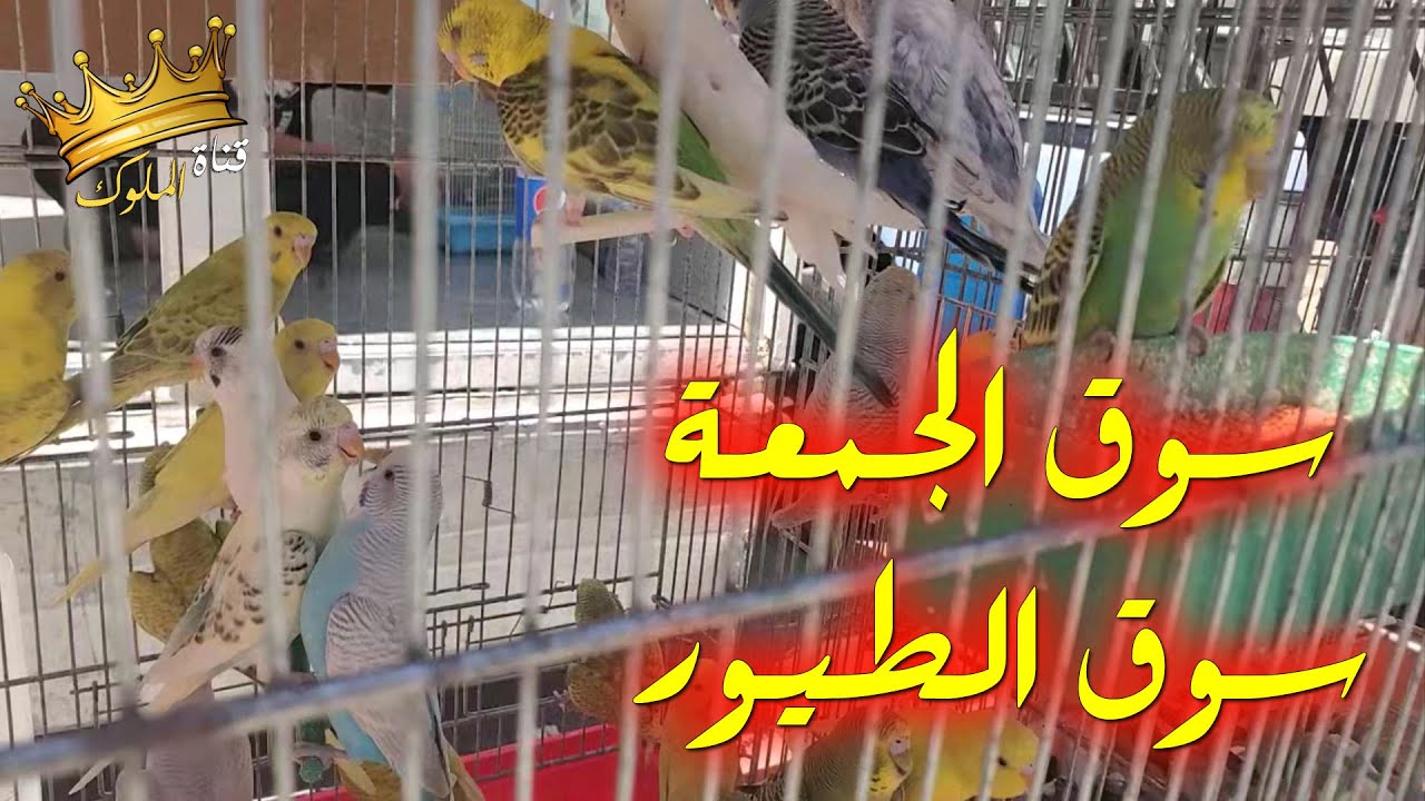 جولة في سوق الجمعة سوق الطيور عمان الأردن وسط البلد