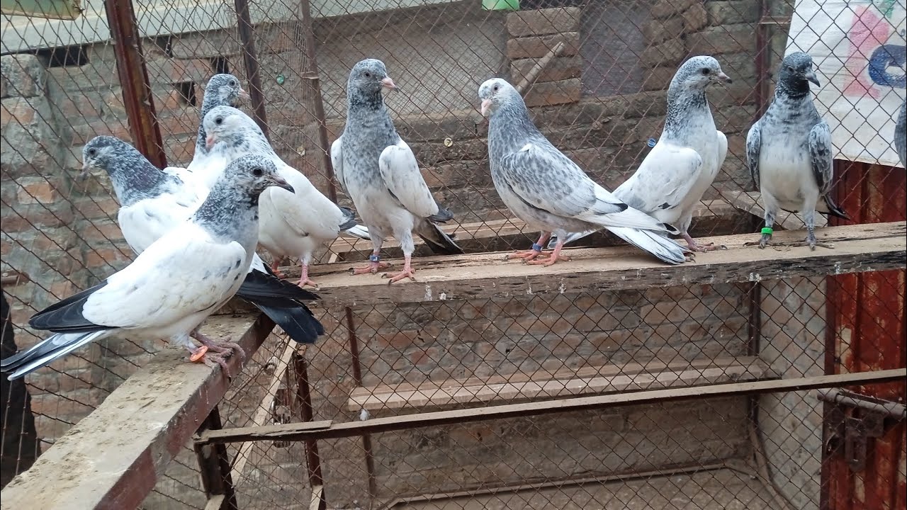 ماشاءاللہ میاں جی کے گھر ہے ہوم بریڈ بیبی#sailkoti#mian ji birds shop #03461752183