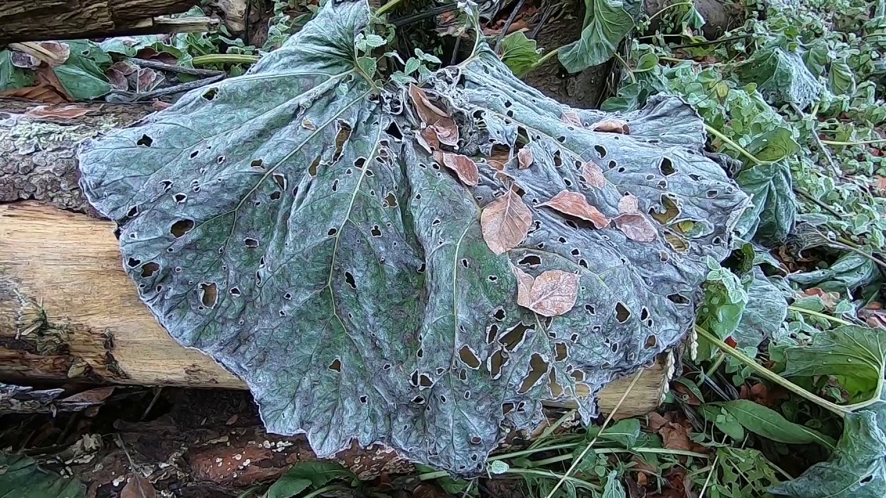 Die Amelungsbergroute HO1 von Langenfeld zum Waldbad Rohden