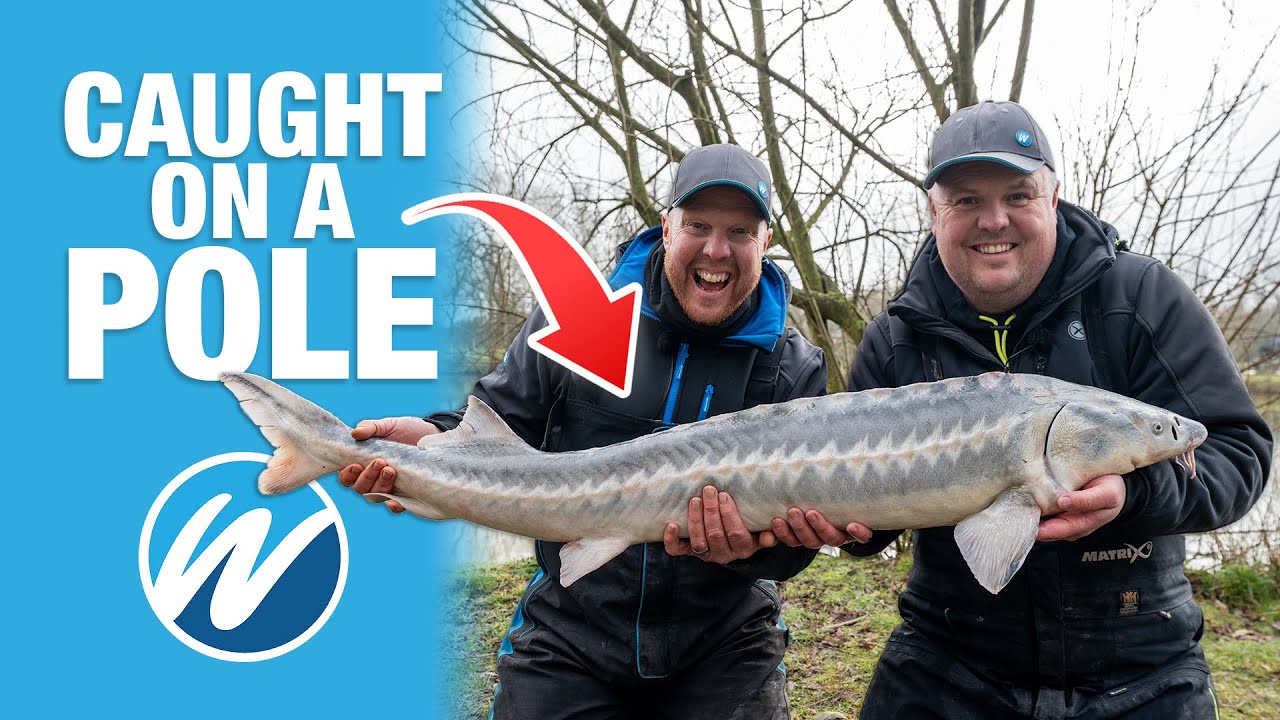 STURGEON Fishing On A Pole! | Match Fishing Challenge