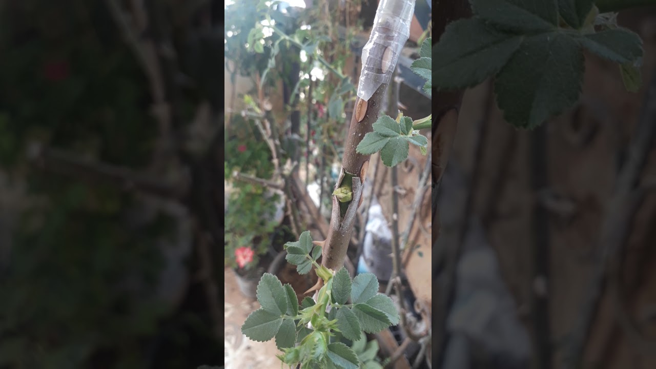 Baston Gül aşı yapımı