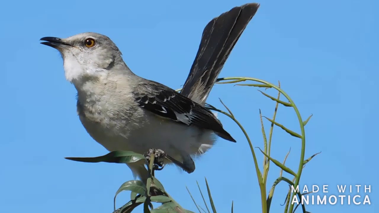 Northern Mockingbird : Sounds and Calls