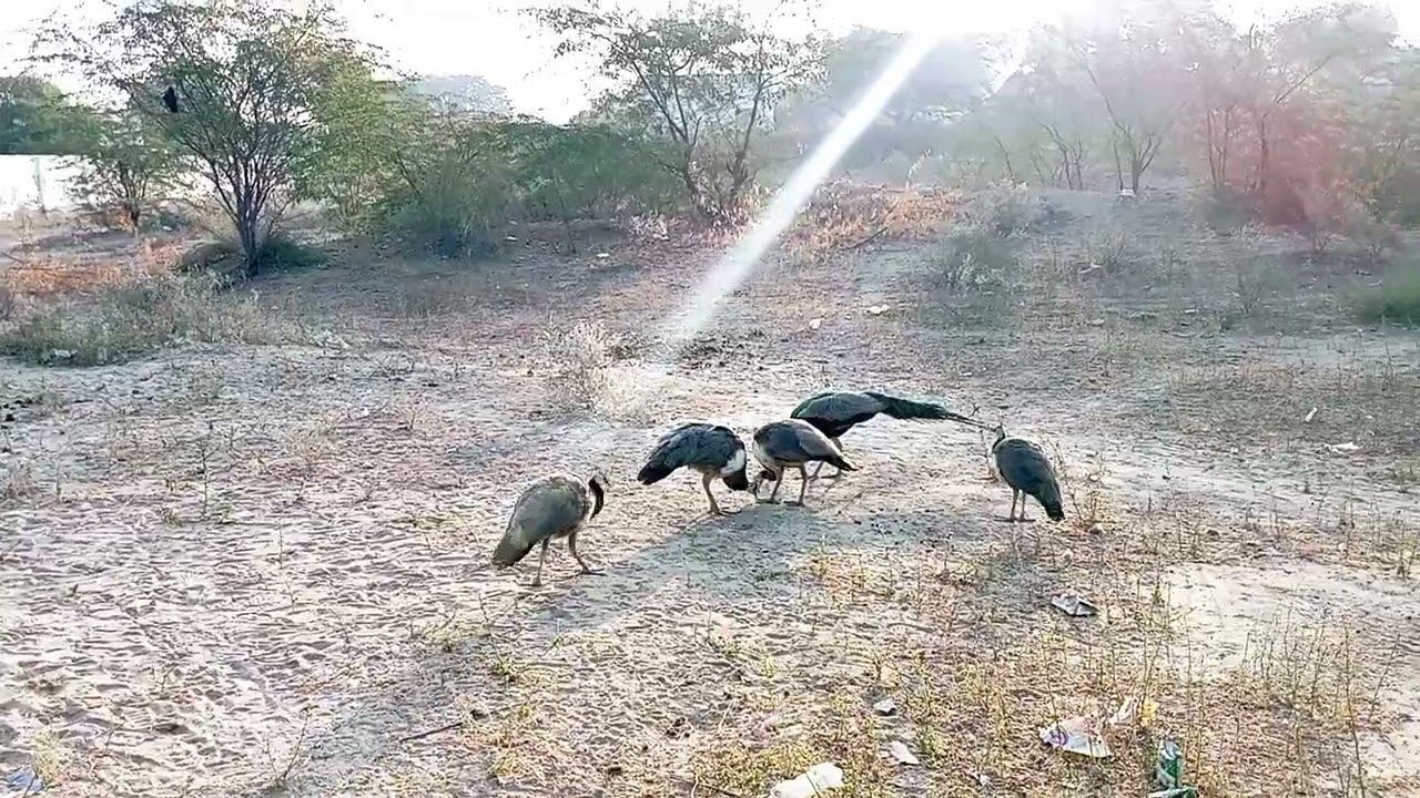 Legend of the Desert Peacock