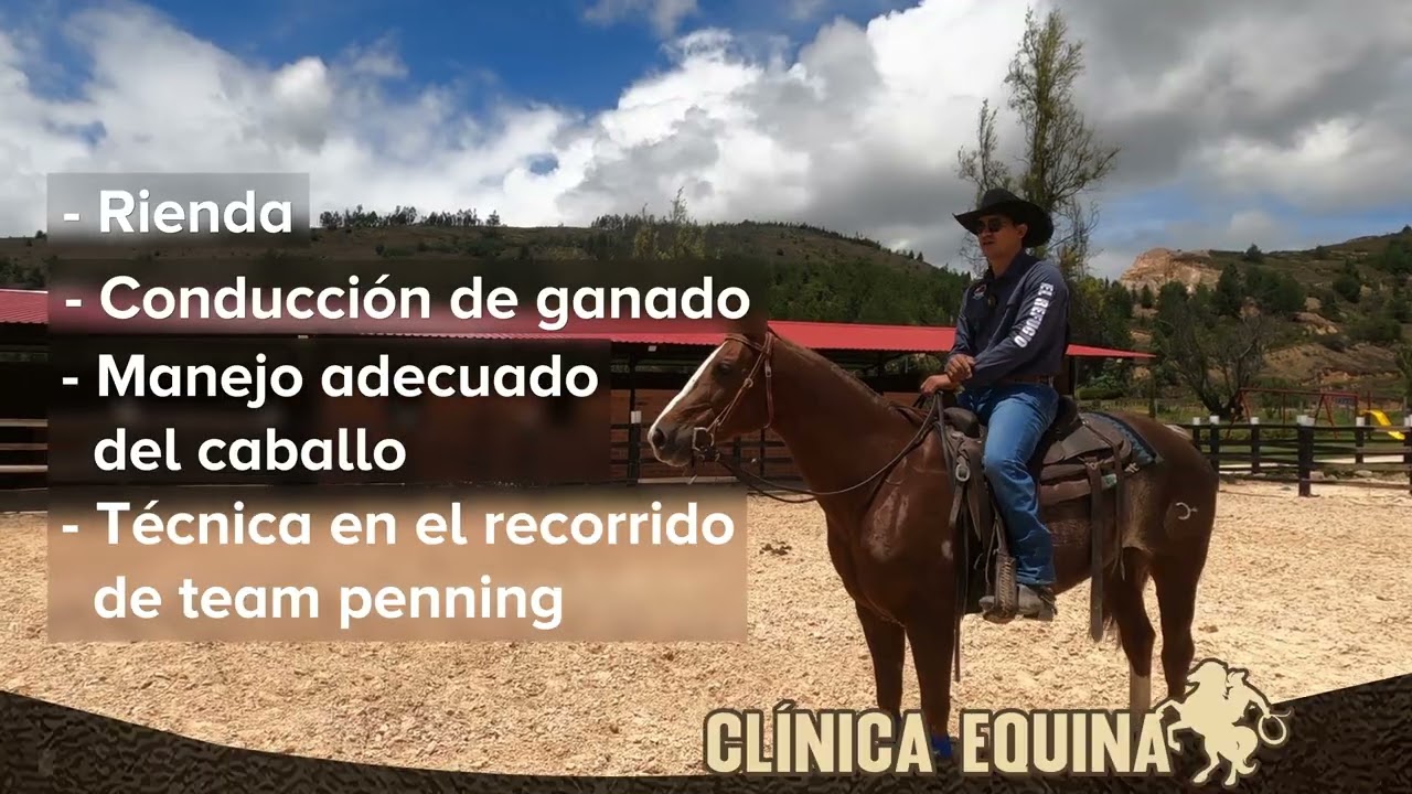 Cl&iacute;nica de Rienda y Team Penning con Caballos Cuarto de Milla | Entrenamiento Western Profesional