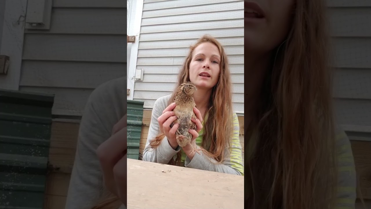 Chicken Math? Quail Math's Worse #shorts #quail #chickens #homesteading