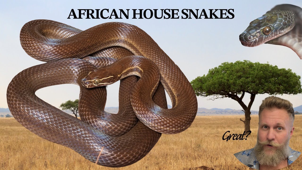 African House Snakes: Are they really that great?