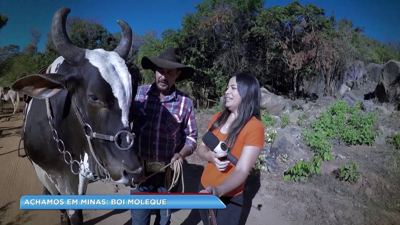 Achamos em Minas: boi Moleque é atração de São João da Ponte (MG)