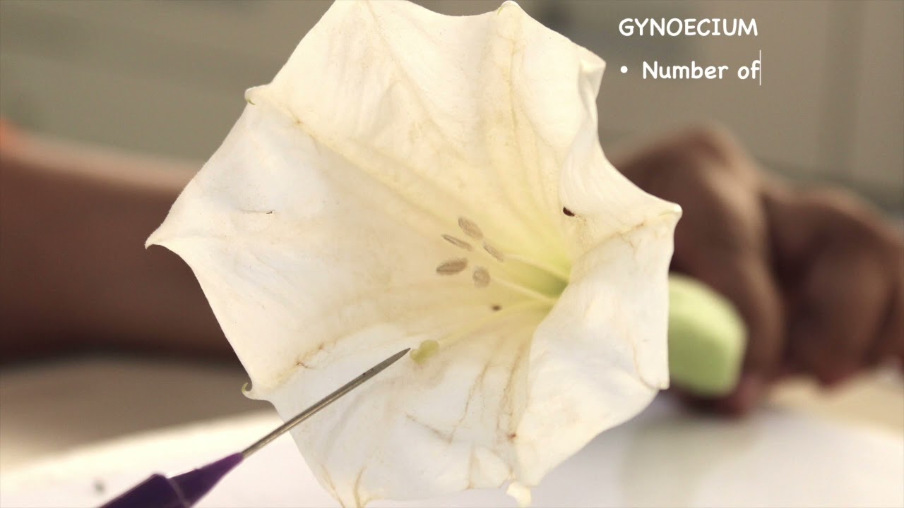 DISSECTION OF DATURA STRAMONIUM: ISC 12 PRACTICAL