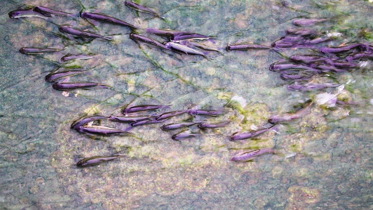 The Beauty of fishes Swimming against Water flow. Watch in HD & Enjoy!