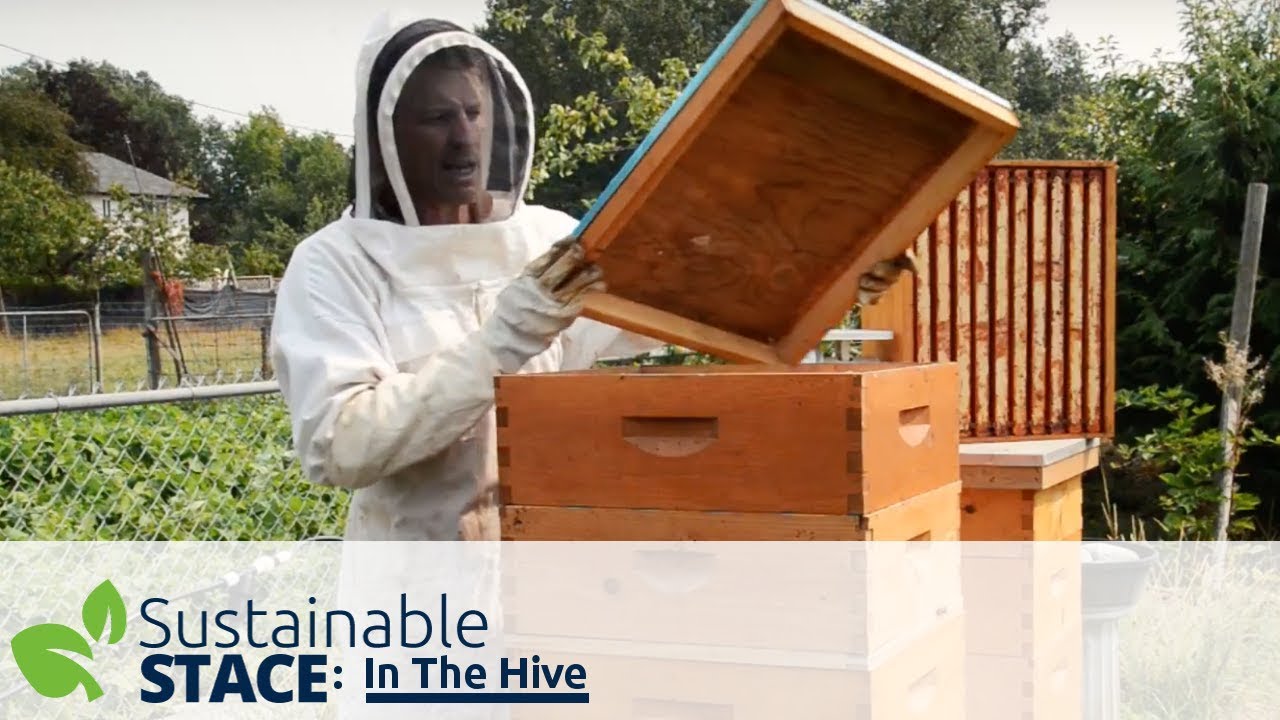 In the Hive