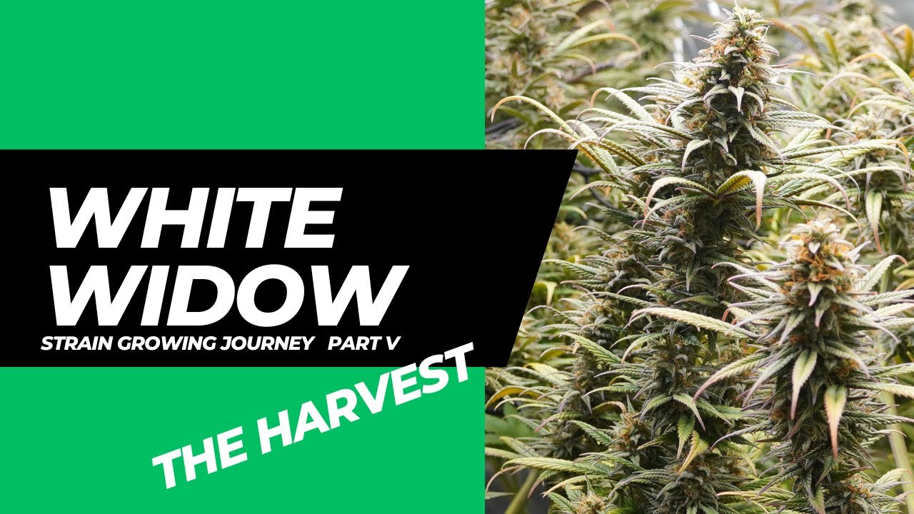 WHITE WIDOW &mdash; История выращивания сортов, часть 5, неделя 9 &mdash; Havest Cannabis