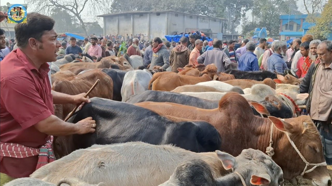 @ ২০/১/২০২৬|| ৬৫/৮৫ হাজারে কিনে নেওয়া গাইবান্ধা ও কুমিল্লার খামারীর দাঁতালো ষাঁড় গরু খোচাবাড়ী হাটে|